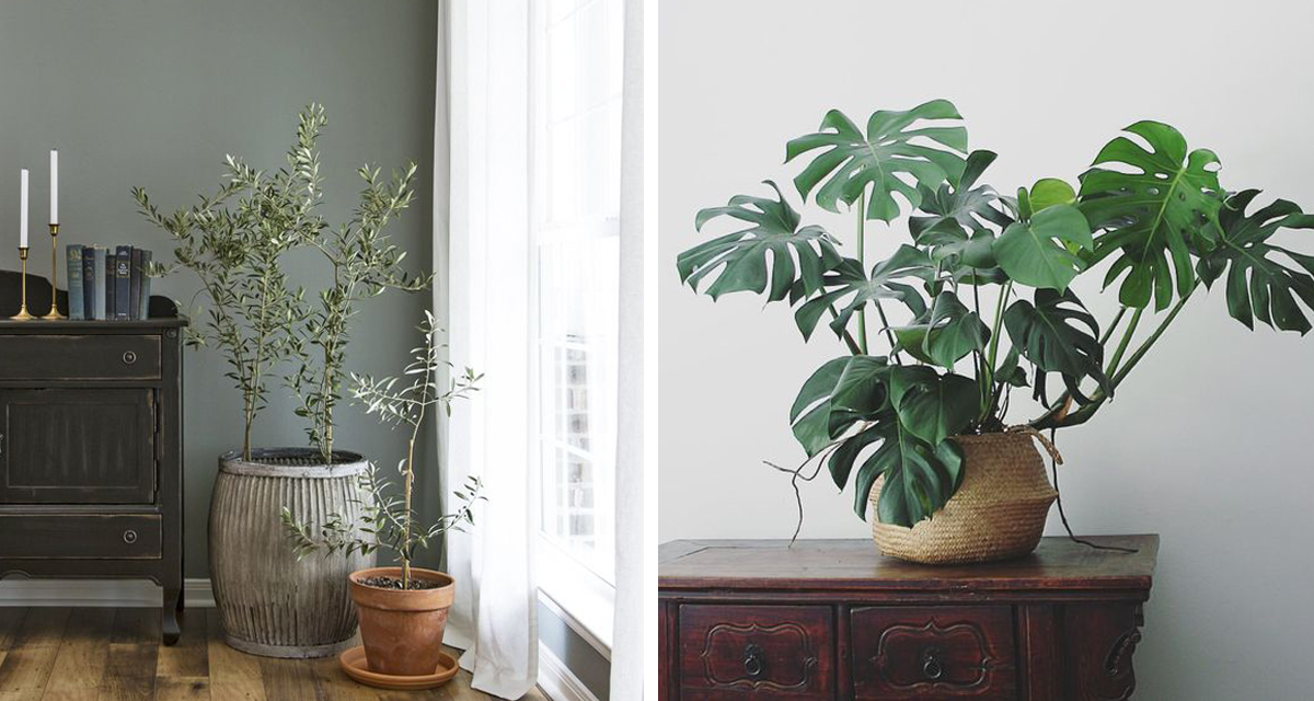 Our Favourite Indoor Plants The Home Studio Interior