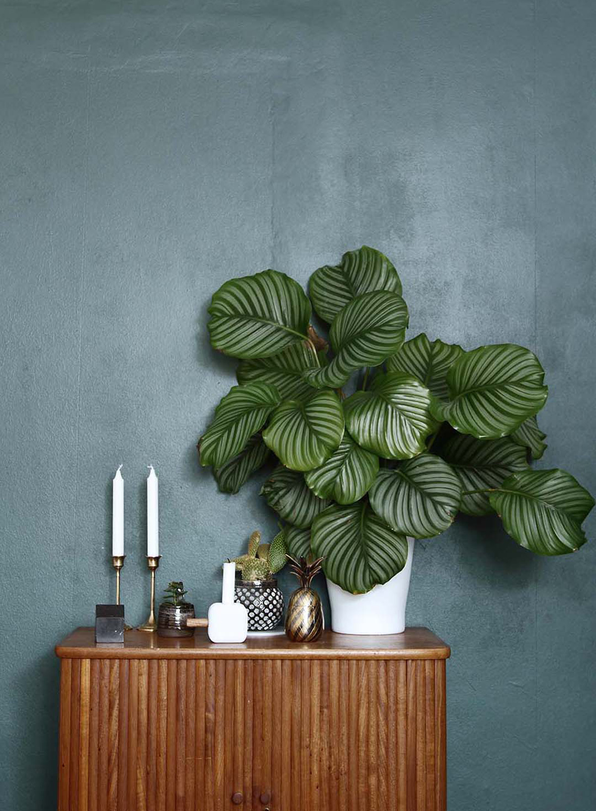 best indoor house plants