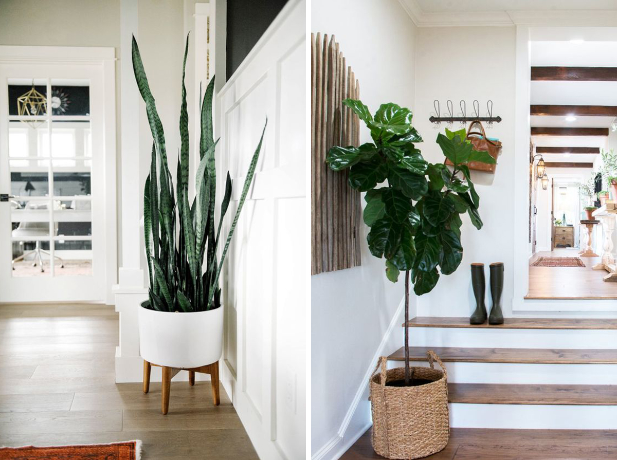 Our Favourite Indoor Plants The Home Studio Interior