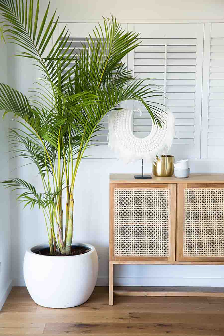 Indoor Plants Styling Tips