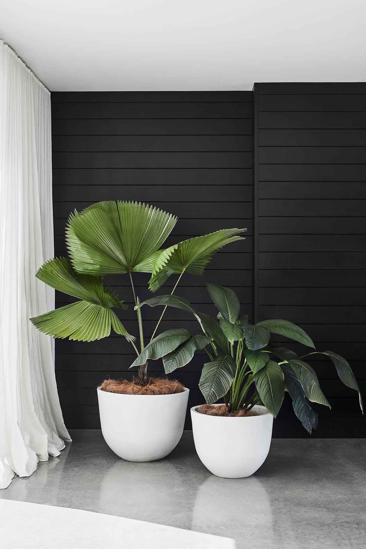 Indoor Plants Styling Tips | The Home Studio