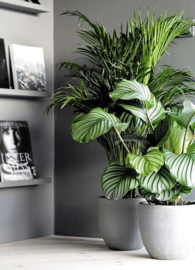 Indoor Plants Styling Tips - The Home Studio