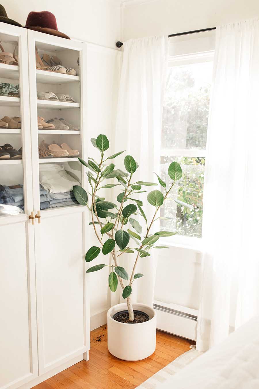 Ficus Audrey The New IT Plant