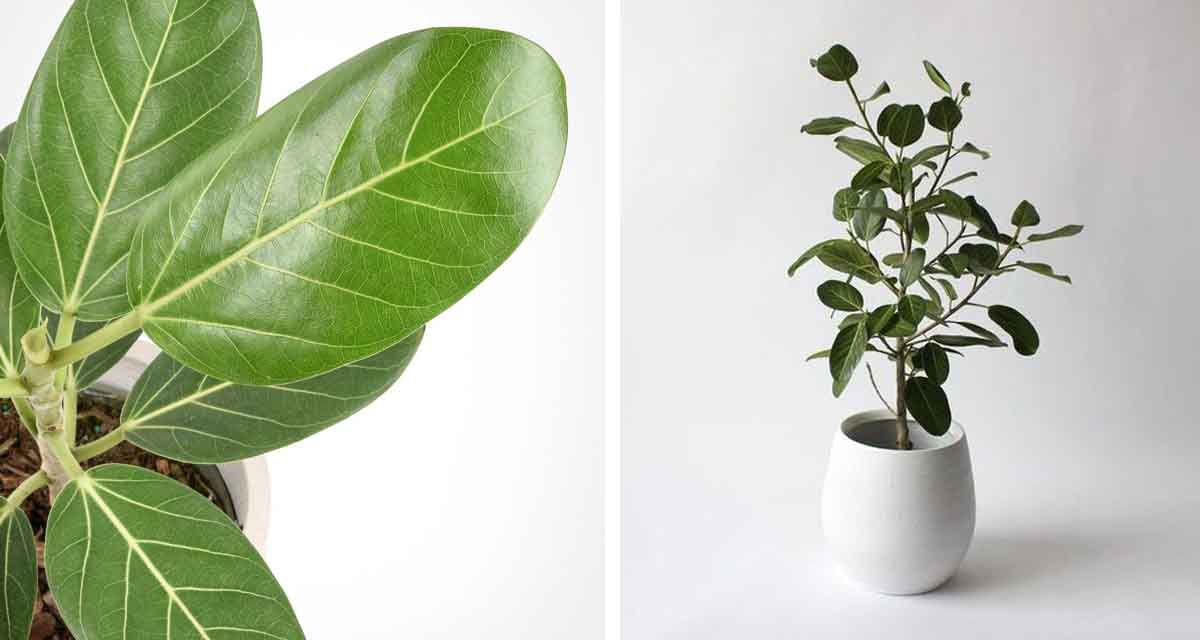 Ficus Audrey The New IT Plant